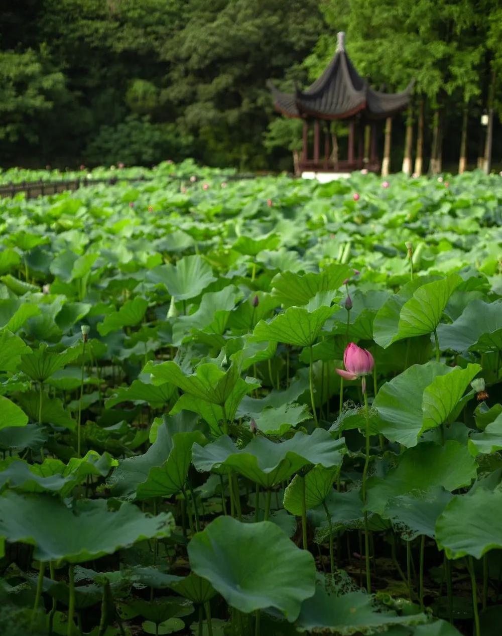 夏至 | 晴日暖风生麦气，碧水青波荷花美