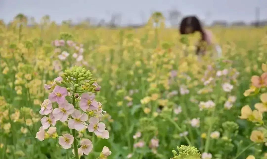 【内含福利】转发赠票，带你玩出不一样的油菜花海，速来get！